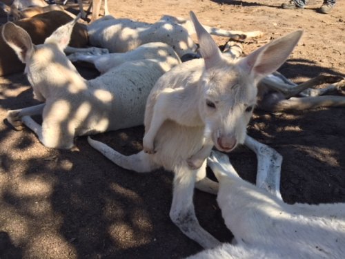 カバシャムワイルドライフパークに行ってきました オーストラリア留学センター スタッフブログ