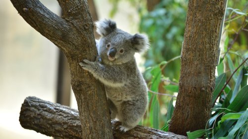 コアラ オーストラリア 野生動物