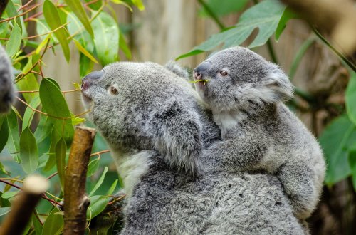 サンシャインコースト大学で学ぶ動物生態学 アニマルエコロジー